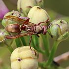 Polistes africanus + 2 Bilder