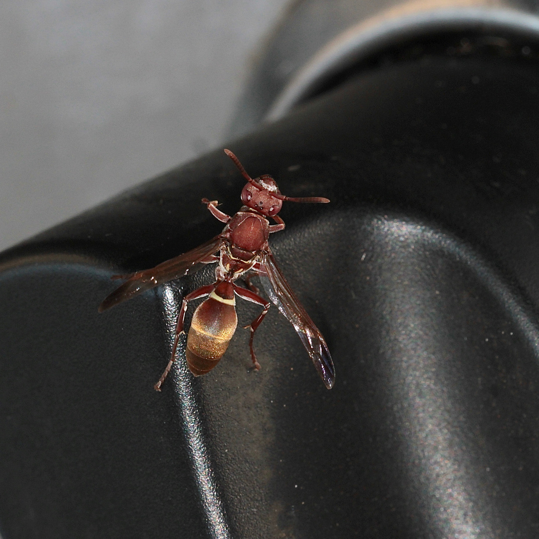 Polistes africanus - eine in Afrika weit verbreitete Feldwespe