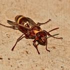 Polistes badius - eine afrikanische Feldwespe (Doku, um die Gesichtszeichnung zu zeigen)