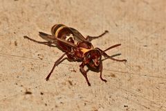 Polistes badius - eine afrikanische Feldwespe (Doku, um die Gesichtszeichnung zu zeigen)