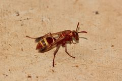 Polistes badius - eine Feldwespe aus Afrika