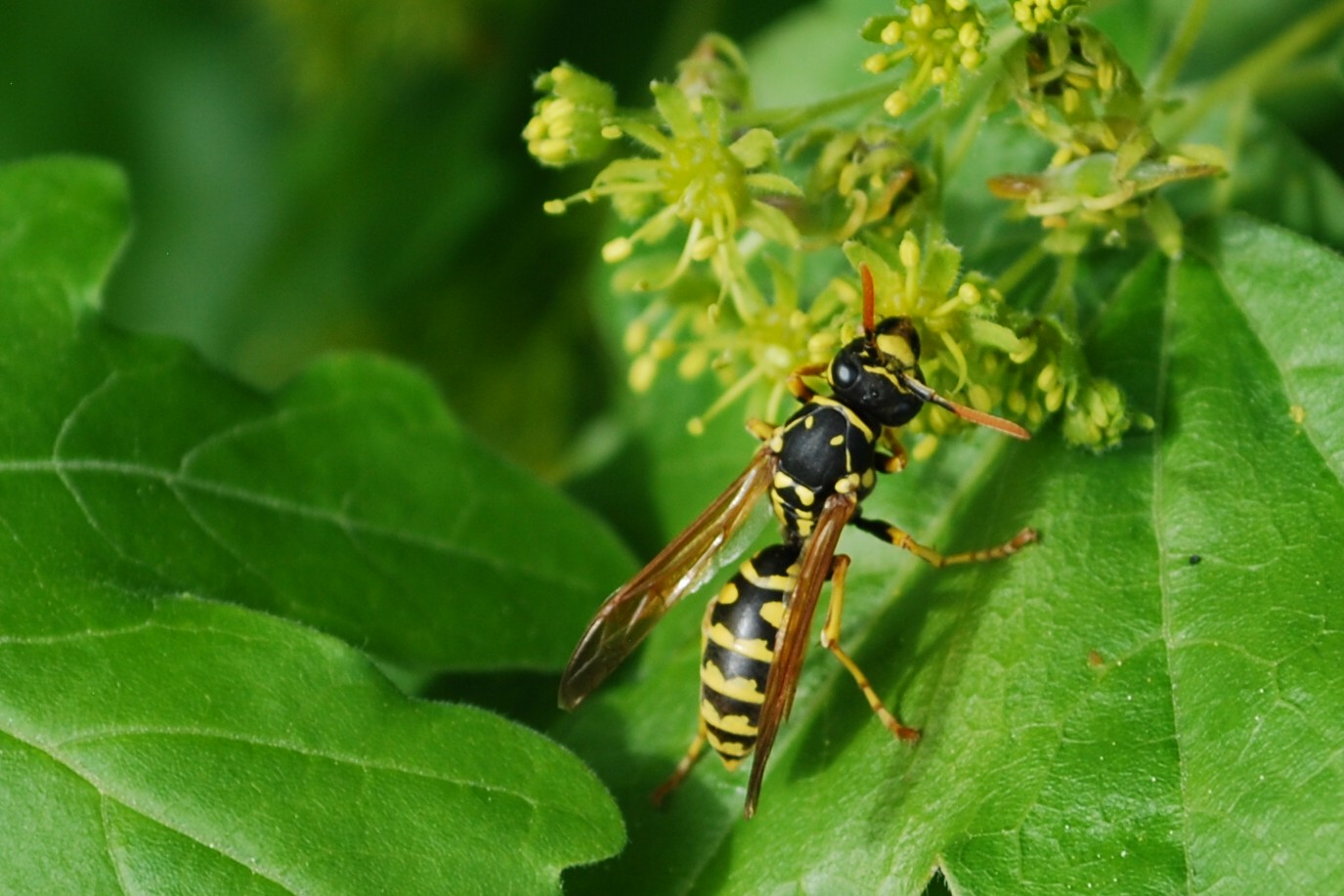 Polistes bigenmis