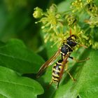 Polistes bigenmis