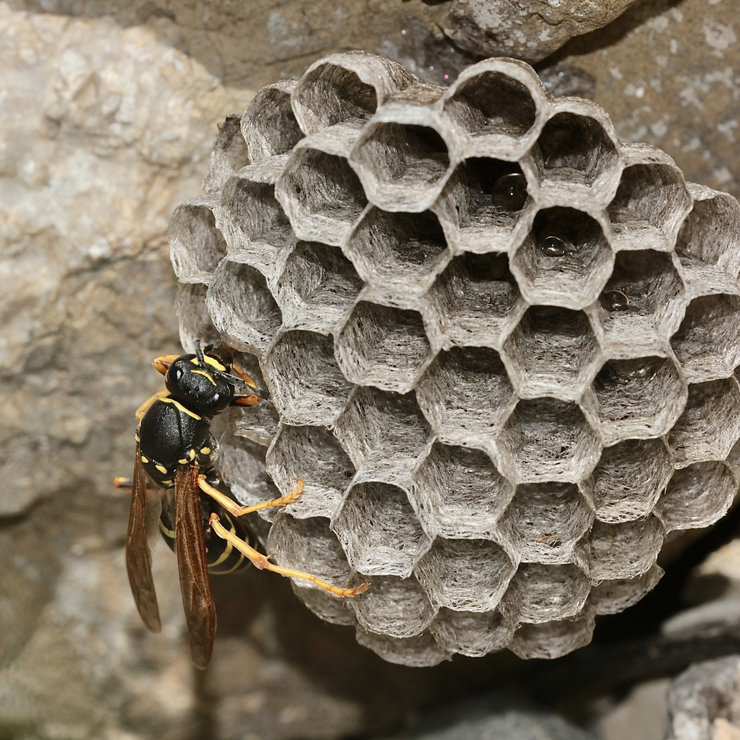 Polistes biglumis, die Berg-Feldwespe, baut an ihrem Nest