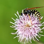 Polistes biglumis