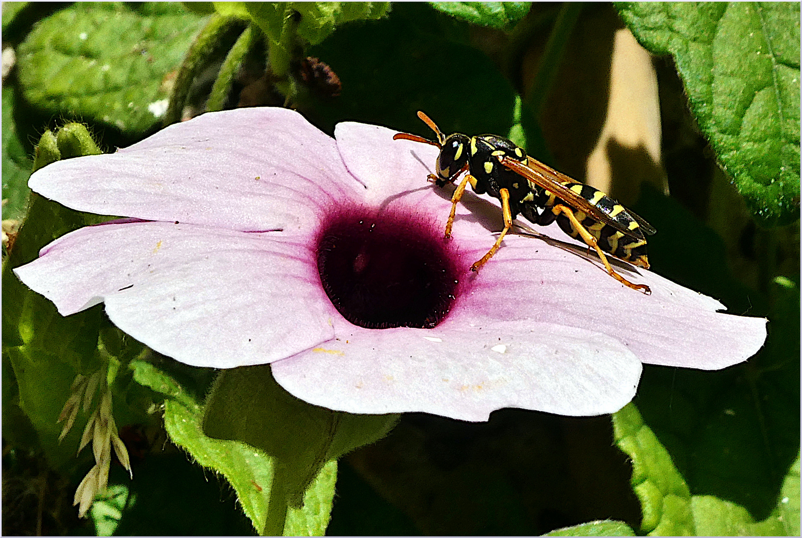 POLISTES DOMINULA