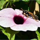 POLISTES DOMINULA