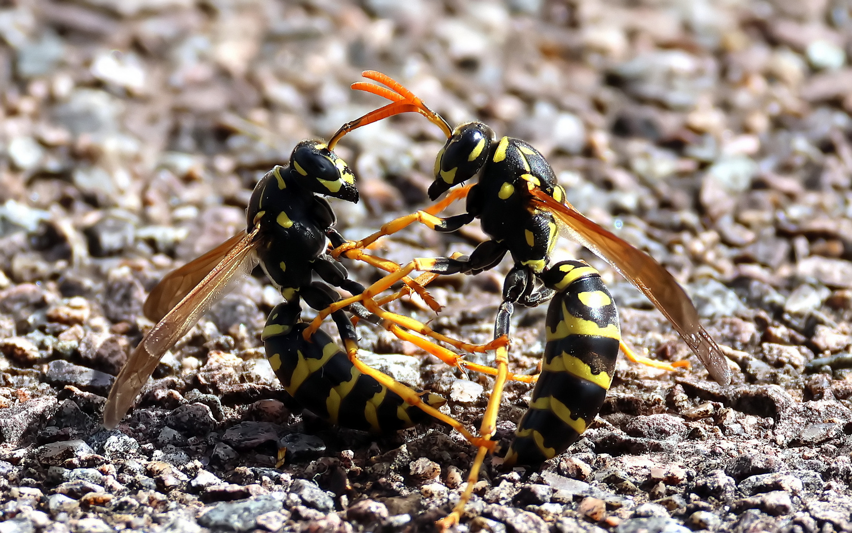 Polistes dominula