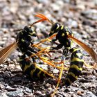 Polistes dominula