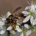 Polistes dominula