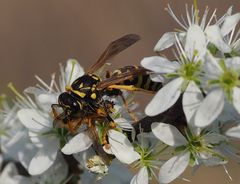 Polistes dominula