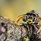 Polistes dominula