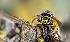 Polistes dominula