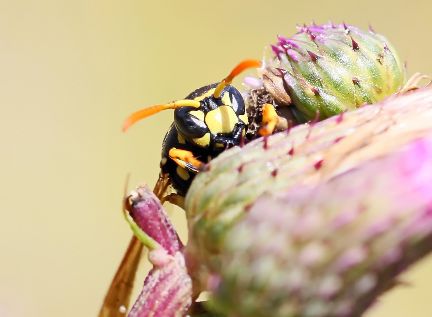 Polistes dominula