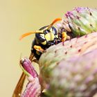 Polistes dominula