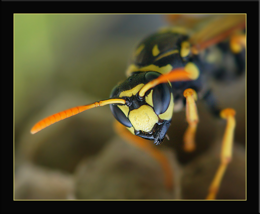 Polistes dominula Foto & Bild tiere, wildlife, insekten Bilder auf