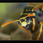 Polistes dominula