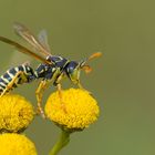 Polistes dominula