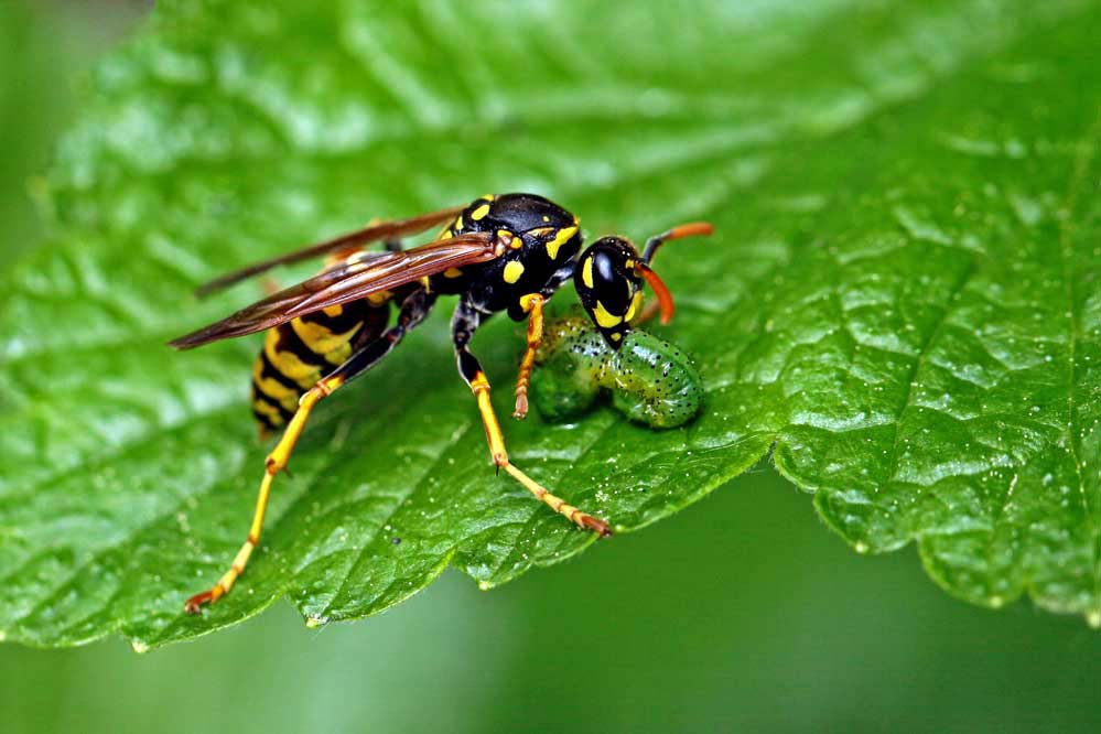 Polistes dominula