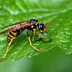 Polistes dominula