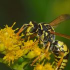 Polistes dominula, Feldwespe, männlich