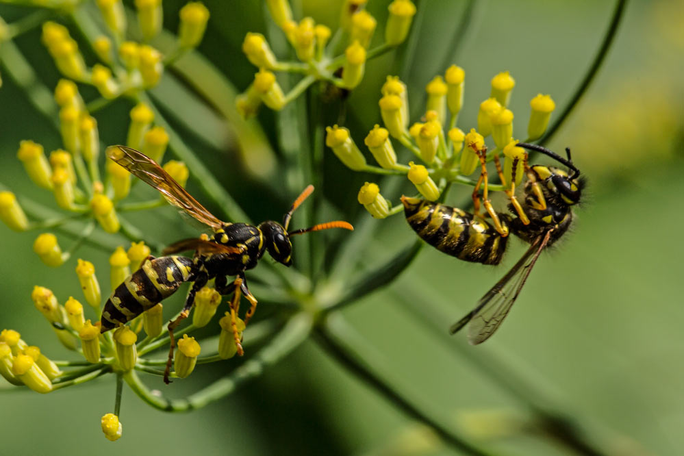 Polistes dominula im Foeniculum vulgare