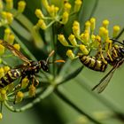 Polistes dominula im Foeniculum vulgare