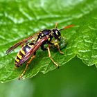 Polistes dominula mit Beute