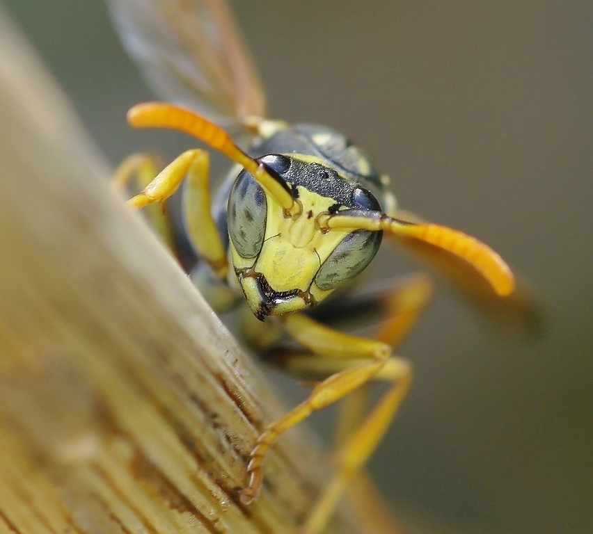 Polistes dominula (Recorte)