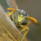 Polistes dominula (Recorte)