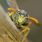 Polistes dominula (Recorte)