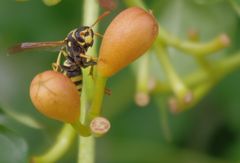 Polistes dominulus