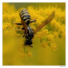 Polistes dominulus