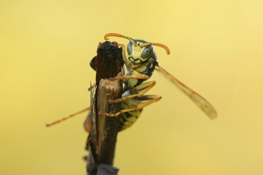 "Polistes dominulus"