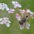 Polistes dominulus