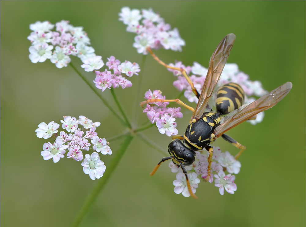 Polistes dominulus