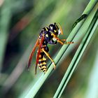 Polistes dominulus, Französische Feldwespe erbeutet Raupe