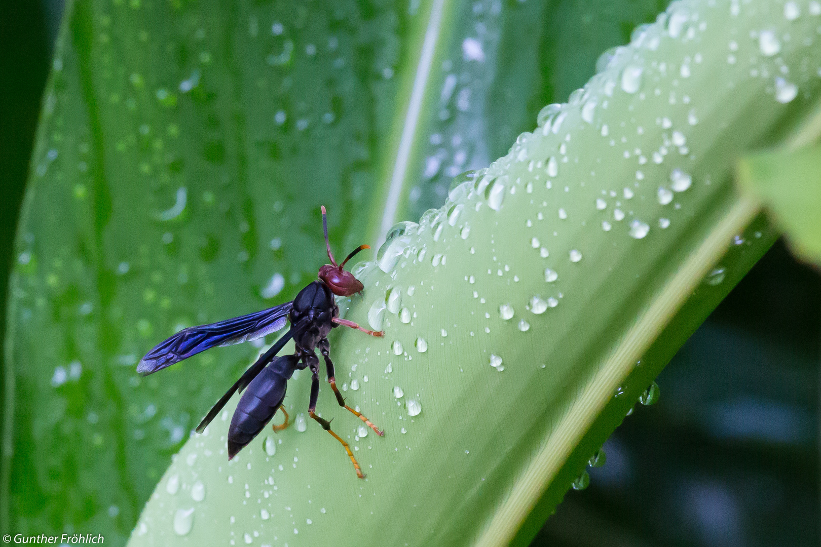 Polistes Erythrocephalus