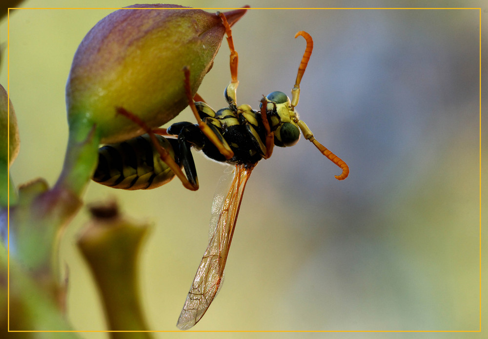 Polistes gallicus