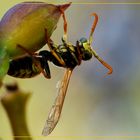 Polistes gallicus