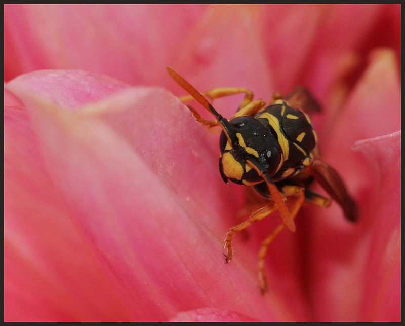 Polistes gallicus