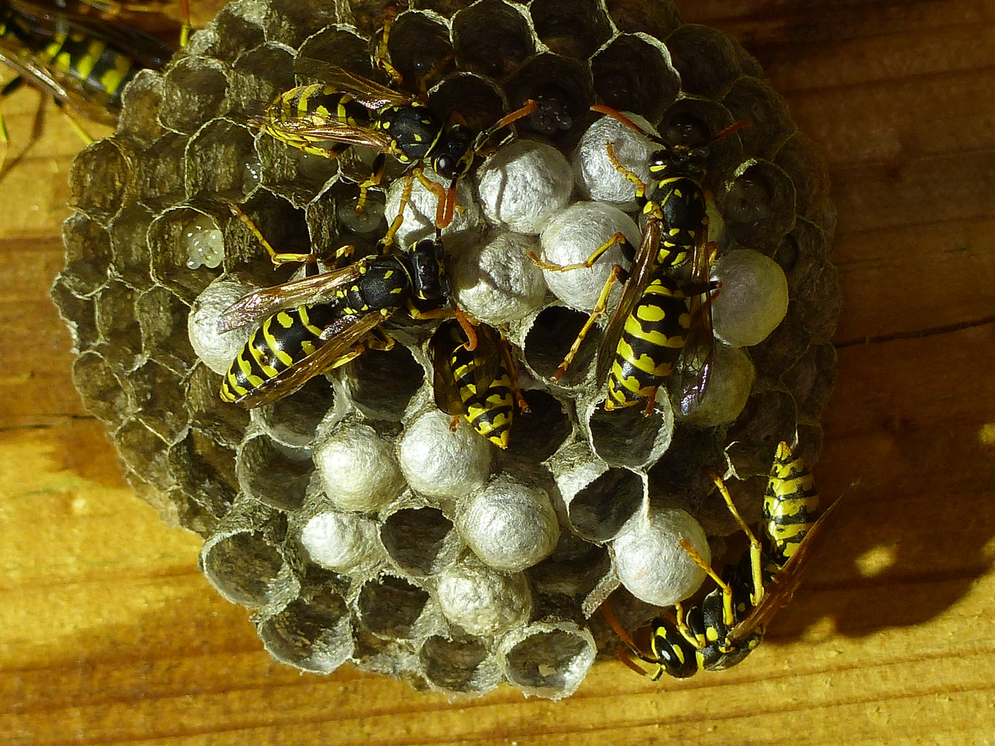 Polistes gallicus Feldwespe beim Nestbau