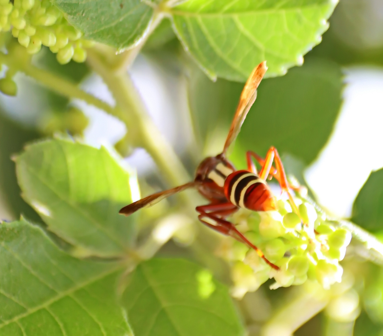 Polistes marginalis