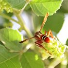 Polistes marginalis