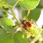 Polistes marginalis