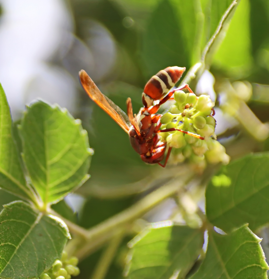 Polistes marginalis