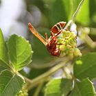 Polistes marginalis