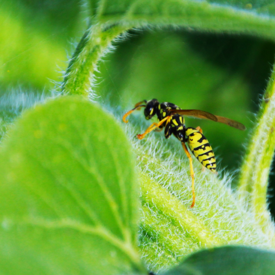 Polistes qallicus