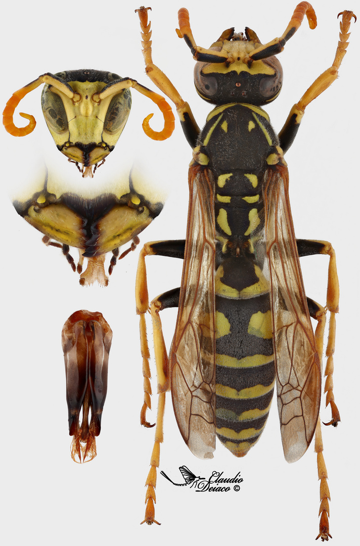 Polistes semenowi male