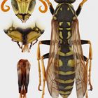 Polistes semenowi male